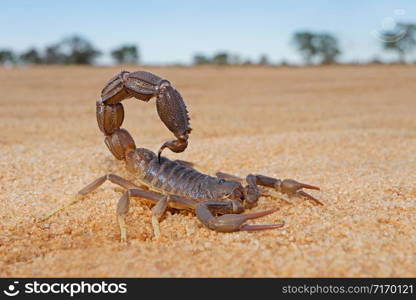 Granulated thick-tailed scorpion (Parabuthus granulatus), Kalahari desert, South Africa