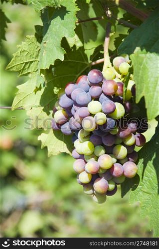 Grape brush. It is photographed in mountain vineyards