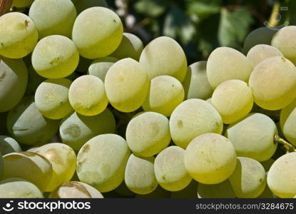 grape. Close-up