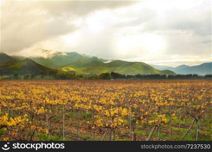 Grape crops at Elqui Valley, Coquimbo Region, Chile