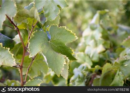 Grape details growing in vineyard field