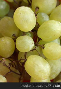 Grape. Grape of vitis fruit useful as a background