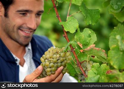 Grape grower admiring his grapes