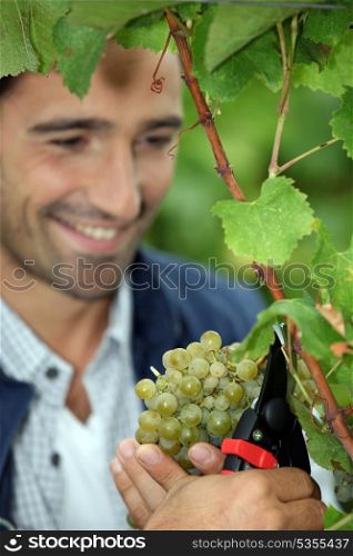 Grape grower cutting a bunch of grapes