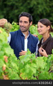 Grape growers picking grapes in their vineyard