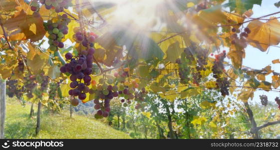 grape growing in a italian garden vwith sun light in foliage