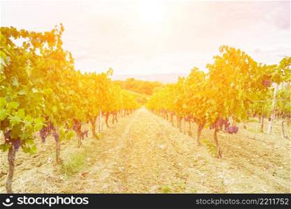 grape harvest at sunset - autumn Tuscany Italy. grape harvest at sunset - Tuscany