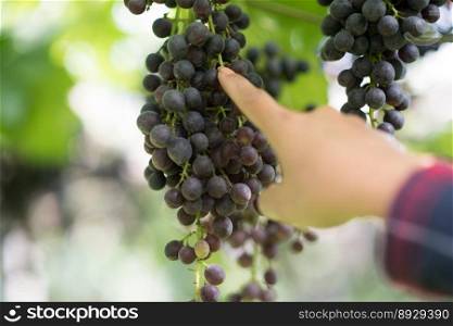 Grape harvest farm