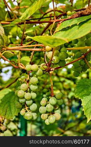 grape harvest. wine grapes background. bunch of grapes