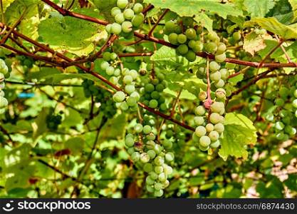 grape harvest. wine grapes background. bunch of grapes
