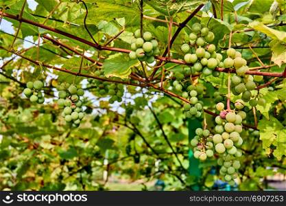grape harvest. wine grapes background. bunch of grapes