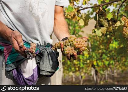 Grape harvester showing a bunch of grapes with scissors in front of a vineyard. Grape harvester showing a bunch of grapes with scissors