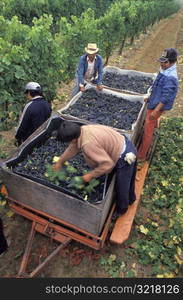 Grape Harvesters Working