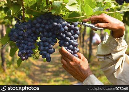 Grape harvesting near Sangli, Maharashtra, India