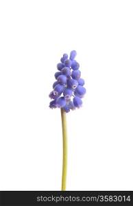 Grape hyacinth (Muscari botryoides)