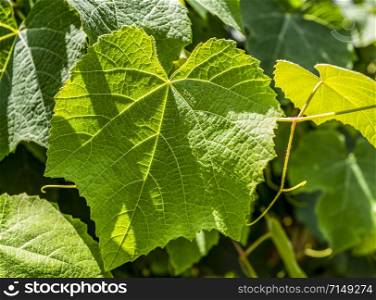 Grape leaf isolated above the branches of the vine.