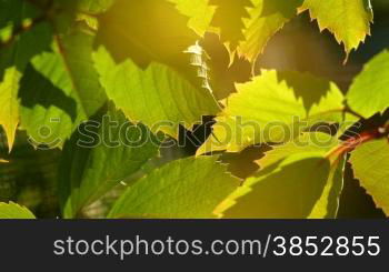 Grape leaves background. Macro closeup.