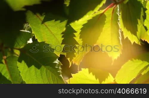 Grape leaves background. Macro closeup.