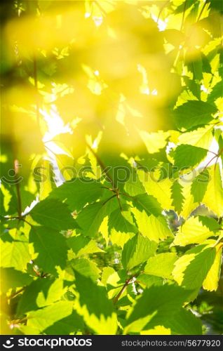 Grape leaves background. Macro closeup.