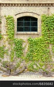 Grape leaves, covered the walls of the old building