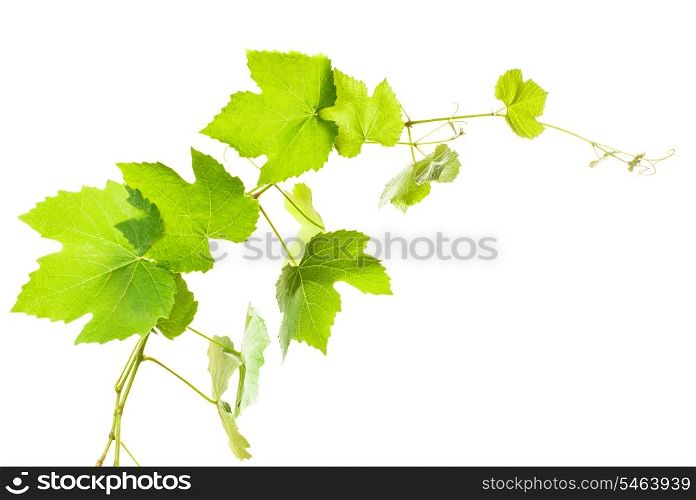 Grape leaves isolated on white, close up