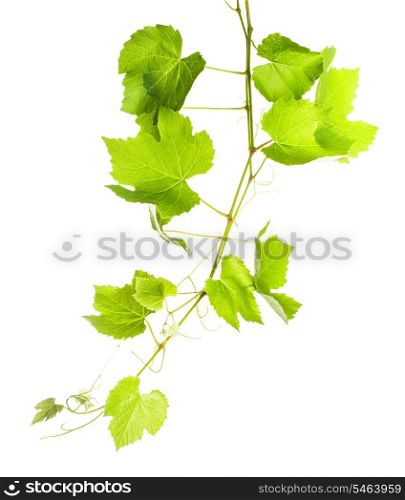 Grape leaves isolated on white, close up