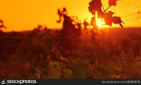 Grape leaves shining in rays of the setting sun over vineyard valley close-up