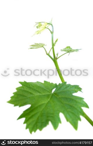 grape or vine leaves isolated on white background