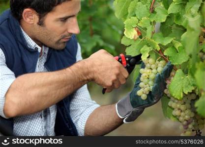grape-picker in vineyard with clippers