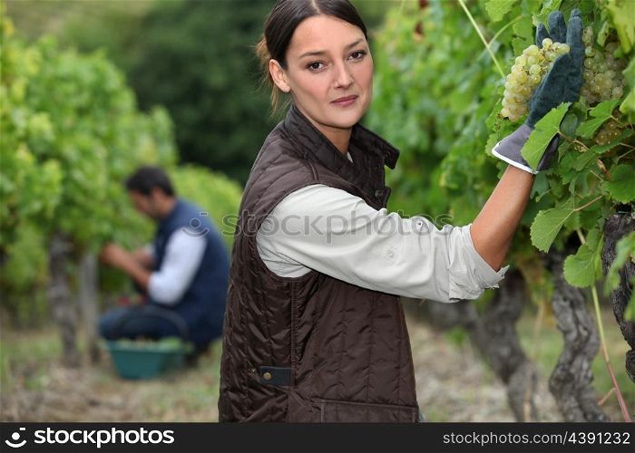 grape-pickers