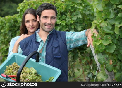 Grape picking