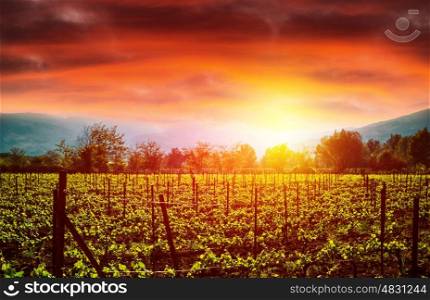 Grape valley in bright orange sunset light, agricultural landscape, autumn nature, vineyard, grapevine industry, viticulture, wine production
