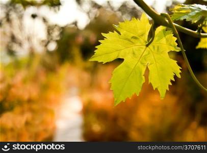 Grape Vine By A Path In A Garden&#xA;A Grape Leaf in a vineyard&#xA;