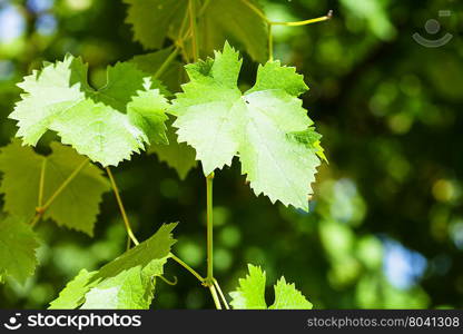 grape vine in green vineyard in sunny day