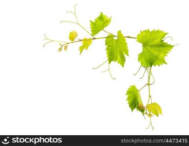 Grape vine leaves border isolated on white background