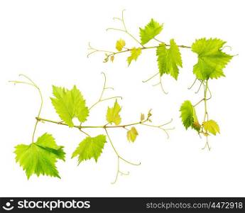 Grape vine leaves isolated on white background. Fresh green leaves. Vine sprig