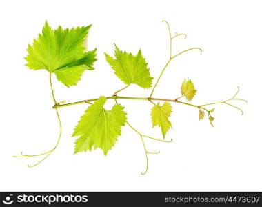Grape vine leaves isolated on white background. Vine branch. Nature object