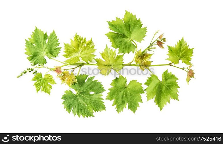 Grape vine leaves isolated on white background. Vine sprig