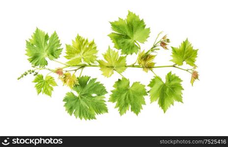 Grape vine leaves isolated on white background. Vine sprig