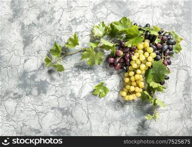 Grape vine with green leaves on concrete stone background