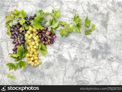 Grape vine with green leaves on stone wall background