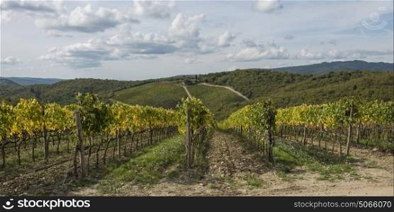 Grape Vines in a vineyard, Gaiole in Chianti, Tuscany, Italy