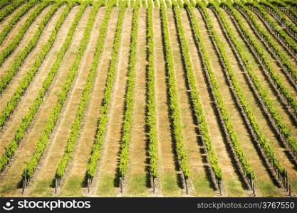 Grape vines in rich, vibrant green stretch out in the wine regions of South Australia