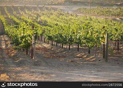 Grape vines in vineyard