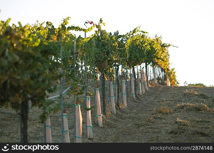 Grape vines in vineyard