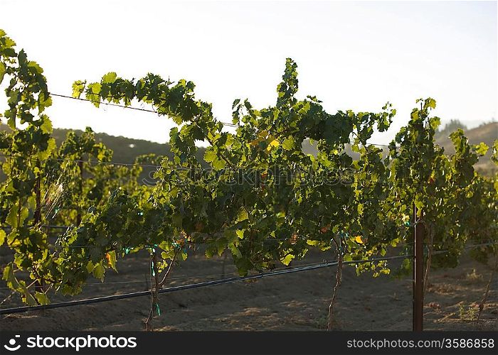 Grape vines in vineyard