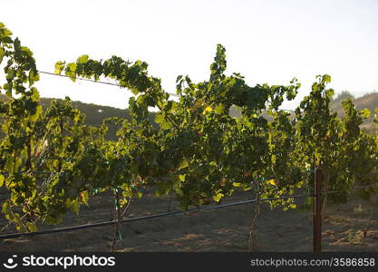 Grape vines in vineyard