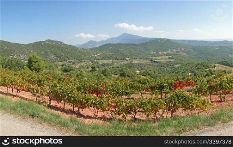 Grape vines in vineyard with Mont Ventoux in background, Suzette, France