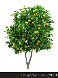 grapefruit tree with grapefruits isolated on white background. 3d illustration