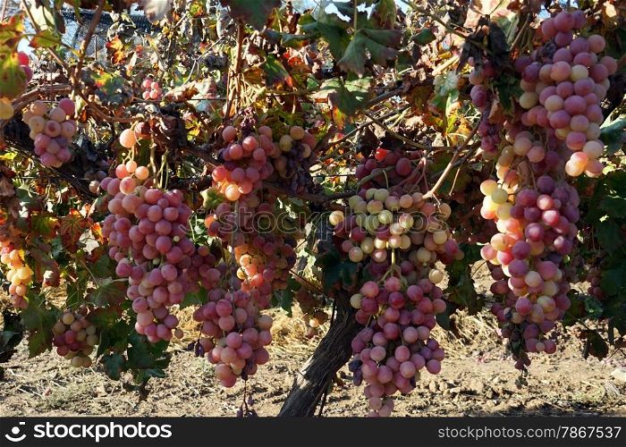 Grapes and leaves on the vine, Israel